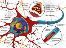 brain-neuron-cell