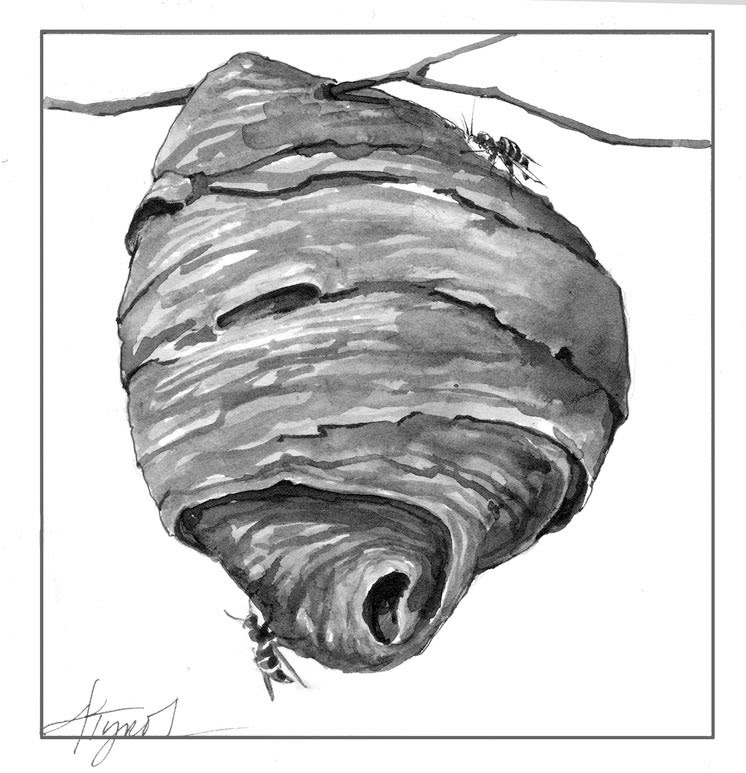 How To Kill Yellow Jackets