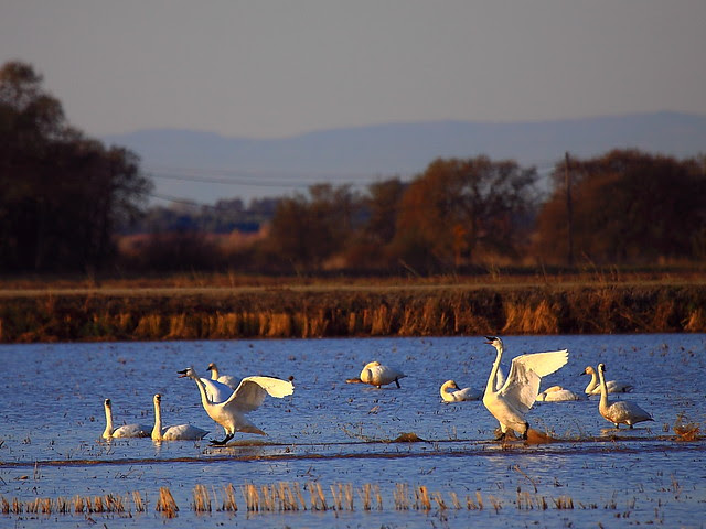 IMG_8700 Tundra Swan, Yuba County, CA