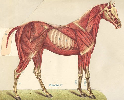 anato cheval 4