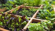 Inspirasi Terpopuler Taman Sayur