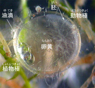 メダカの発生を観察しよう