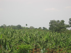 Banana plantations