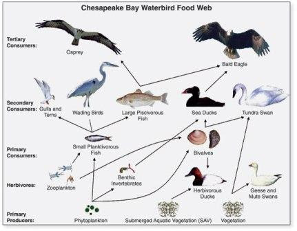Food Kids: worksheets and Web for ecosystems Chain Science geography