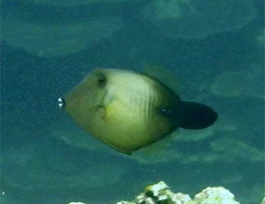 カワハギ フグの仲間