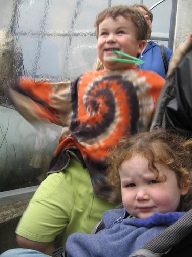 Seven-Year-Old Leo Loving the Monterey Bay Aquarium