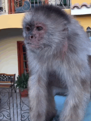 クールSIFCO（25 gifok）