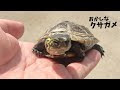 画像 クサガメ 特徴 150146-��サガメ オス 特徴
