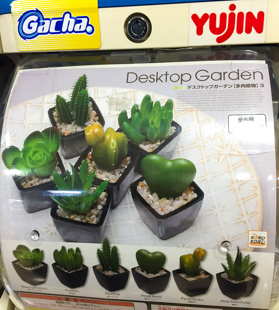 多肉植物のガチャ マラソン続き ぽちぽちっ Kobiのシークレットガーデン 観葉植物 多肉植物の育て方
