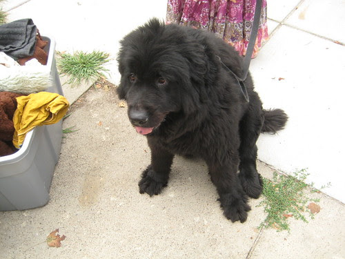 best dog!!