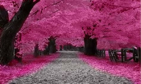 musim bunga sakura  jepang