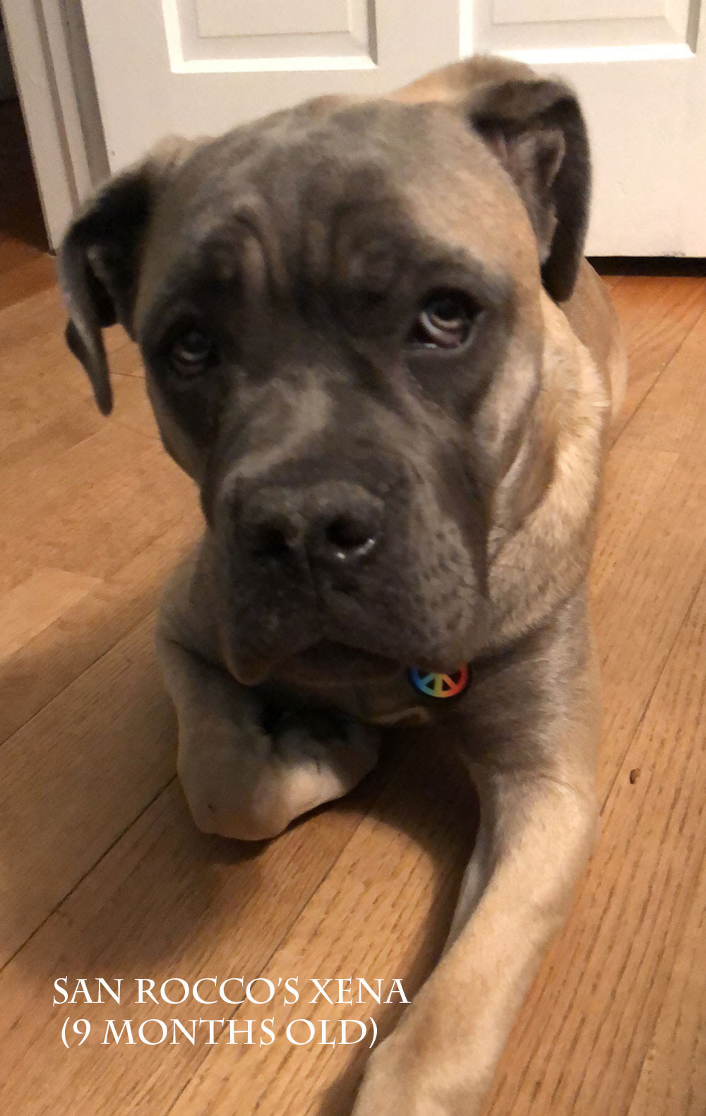 Placed Puppies San Rocco Cane Corso Puppies For Sale