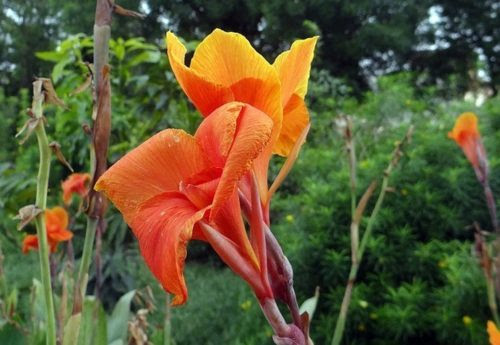 オレンジ色のカンナの花言葉の意味や由来は 植物navi