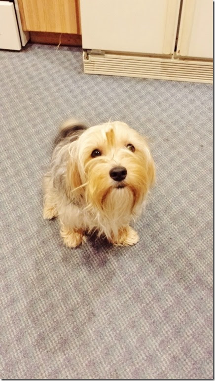 bear is super cute (450x800)