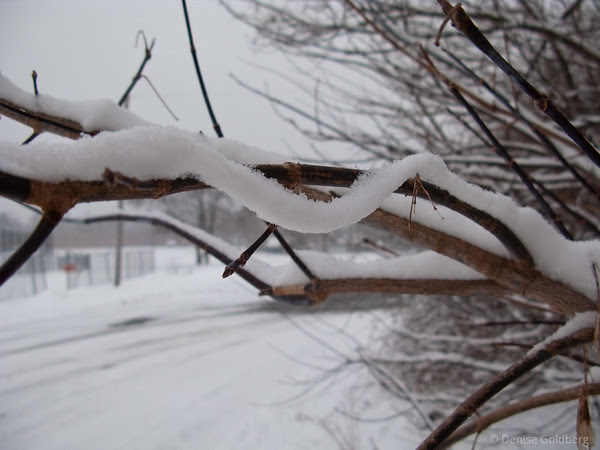 snow on a tree branch