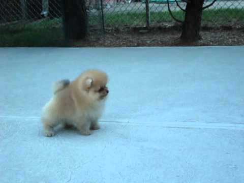 生まれて2ヶ月のポメラニアンの赤ちゃんが可愛すぎる 犬ジャーナル