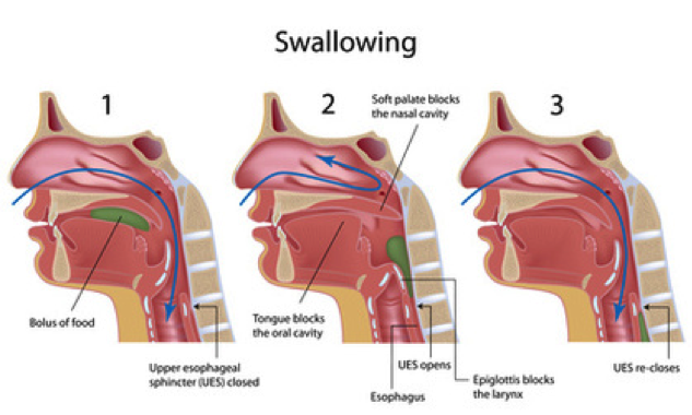 Feeding And The Swallow Mechanism Physiopedia