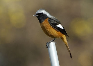 鳥の写真