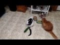 What happens when you put a cucumber behind a cat?