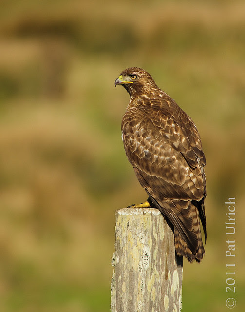 Red-tailed hawk, Point Reyes National Seashore - Pat Ulrich Wildlife Photography