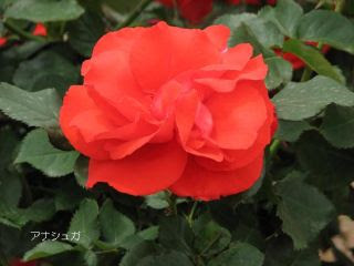 赤 黒系の薔薇