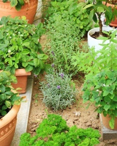 Most Popular Herbs To Grow | herbalism medicine on {keyword}