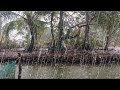 I want you to sleep well tonight 😴 Heavy rain and thunderstorm sounds in tropical forest 🌧️ Rain