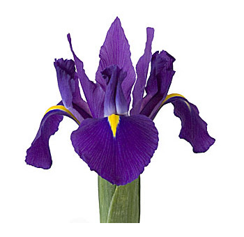 winter birth flower is a
