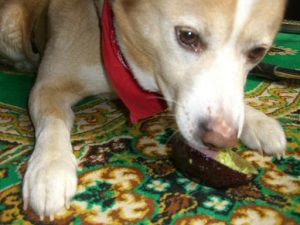 犬がアボカドを食べたら危険 その理由や症状と対処法