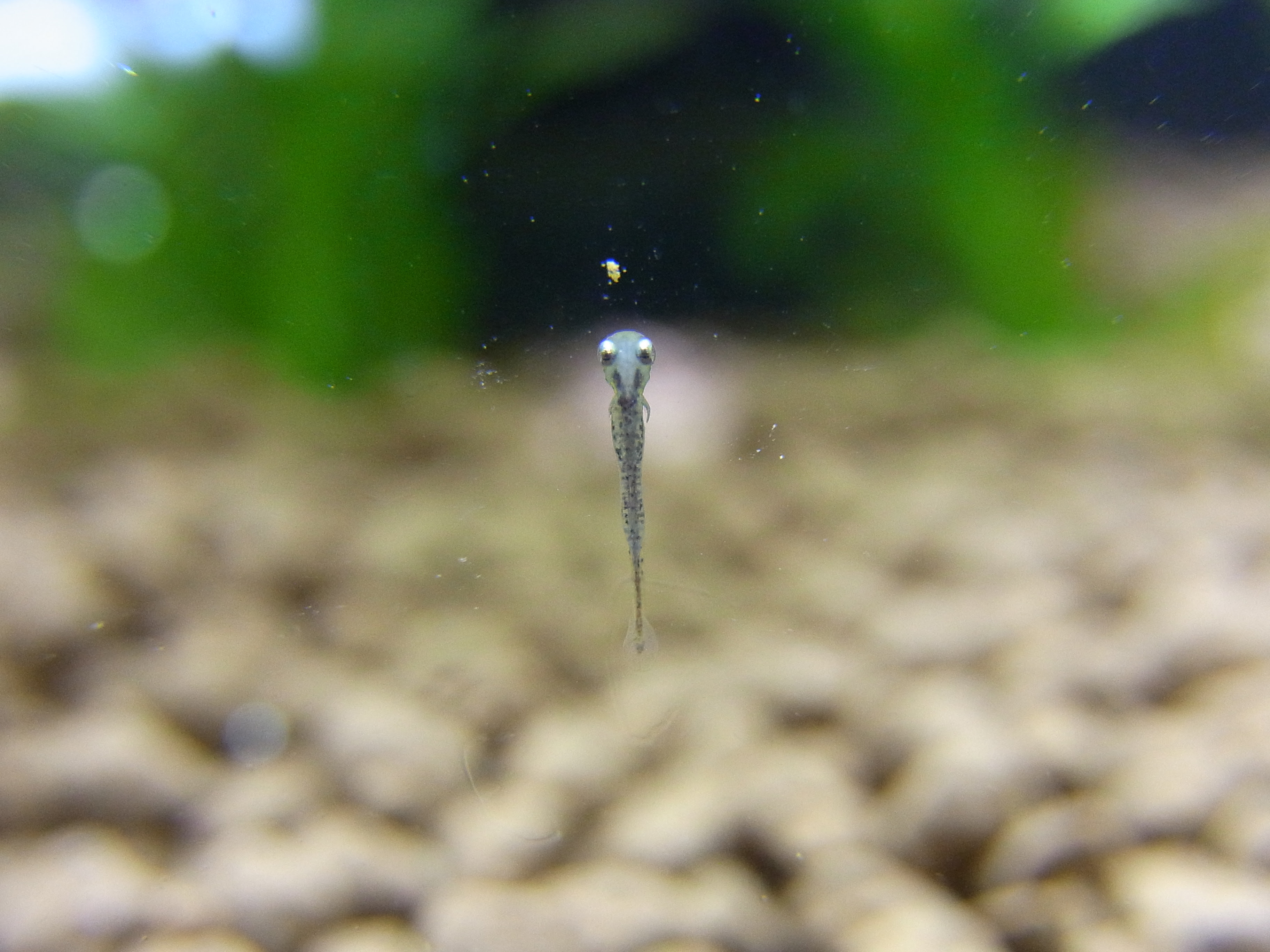 金魚の赤ちゃんの成長っぷり ホームセンターの中のアクアリウム ｓｔｏｒｙ
