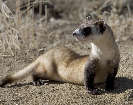 Do Ferrets Make Good Pets? Things You Should Know First