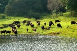 Eco Tourism in Kerala  Green Haven Tours