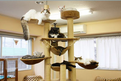 Chat gratuit paris