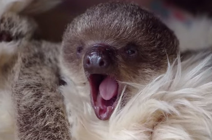 育児放棄されたナマケモノの赤ちゃんの手助けをする心あたたまる動画 Petfun 動物やペットに関する情報サイト