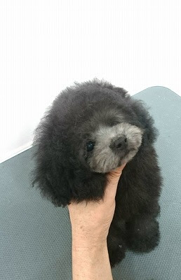 New ティーカッププードル シルバー の女の子 ティーカッププードル トイプードルブリーダー チワワブリーダー トリミングサロン カット ギャラリー ペットホテル ドッグカフェ等を紹介するポータルサイト