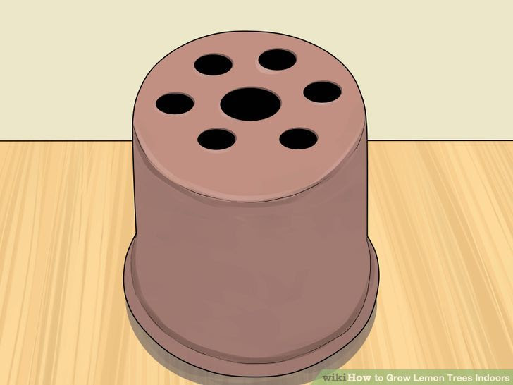 Grow Lemon Trees Indoors Step 3 Version 2.jpg