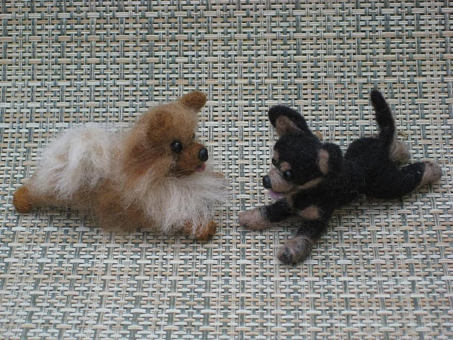 pomeranian-chihuahua mix 2011