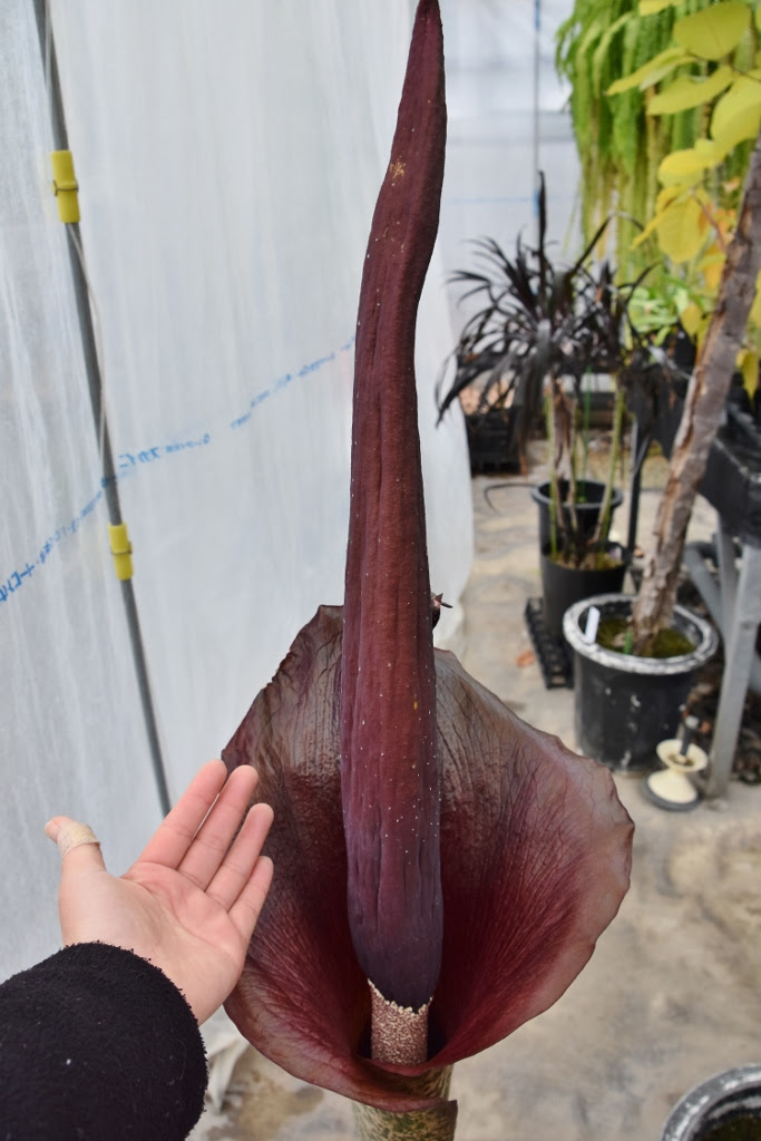 よりみちコラム 直径cmのコンニャクイモといえば 脅威の植物 すごーいくさーい コンニャク観察日記