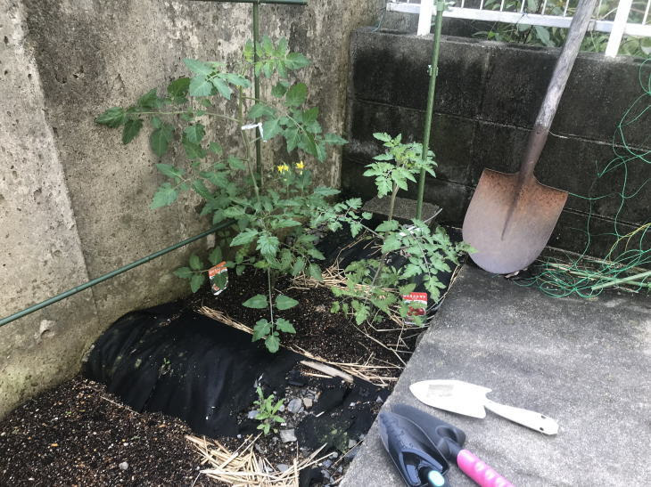 ミニトマトの葉に黒い斑点 だれかのためになるブログ