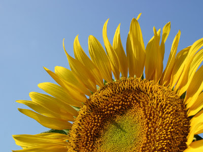 ひまわり 写真素材無料壁紙