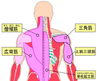 ゴルフで起こる背中の痛み その原因と予防ストレッチの方法など ゴルフ通信 松山英樹応援ブログ