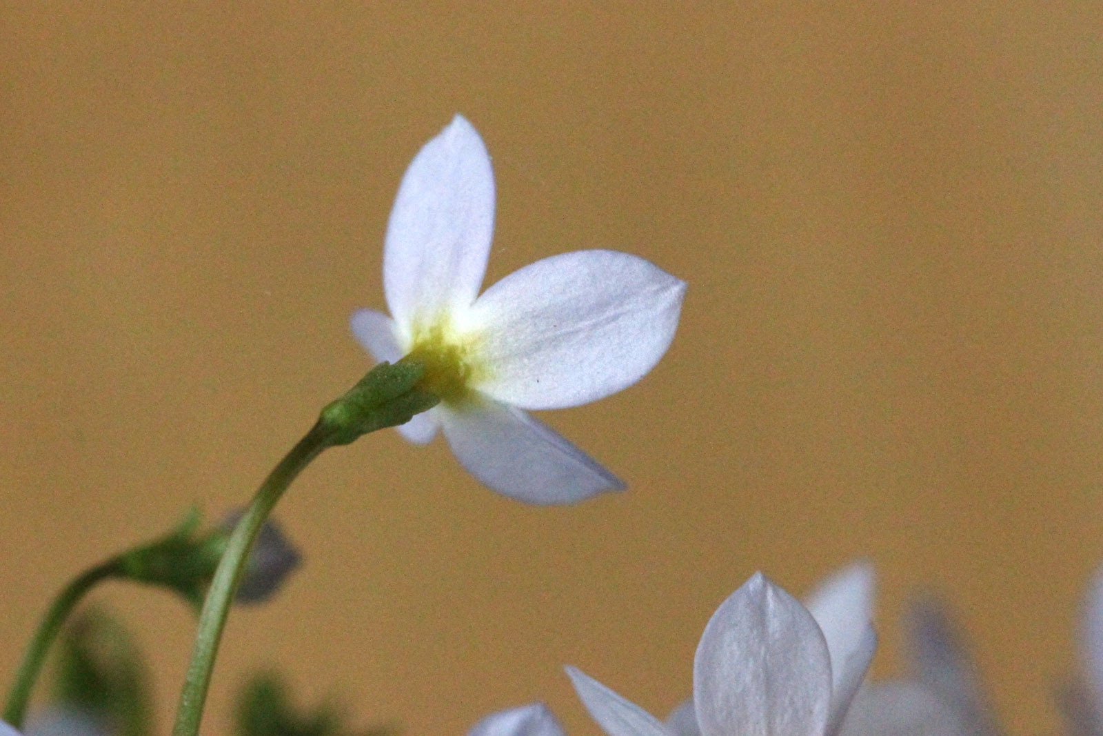 お花の写真集 ヒナソウ 雛草