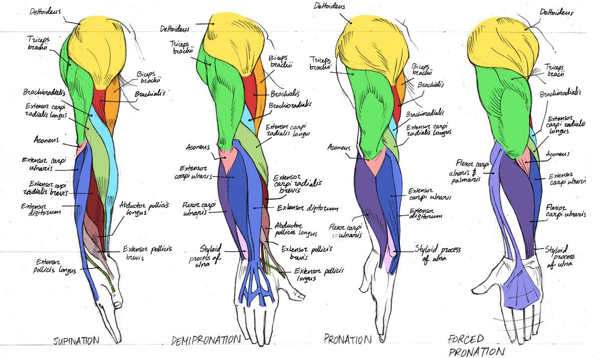 Anatomy helpyoudraw •