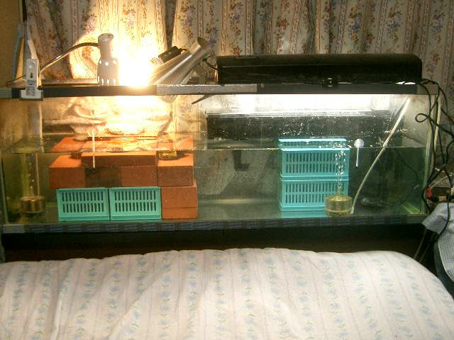 クサガメの濾過器を少しだけ強化 上部フィルター クサガメとガンダム爺の日記