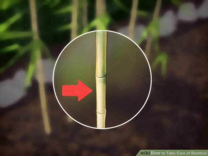 Take Care of Bamboo Step 10.jpg