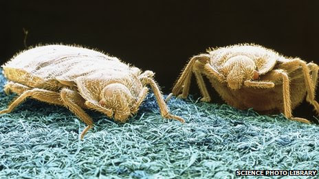 Bed bugs cannot fly but hitch a ride with humans