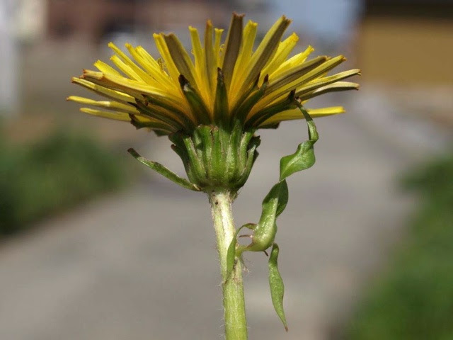 ハテナ タンポポ