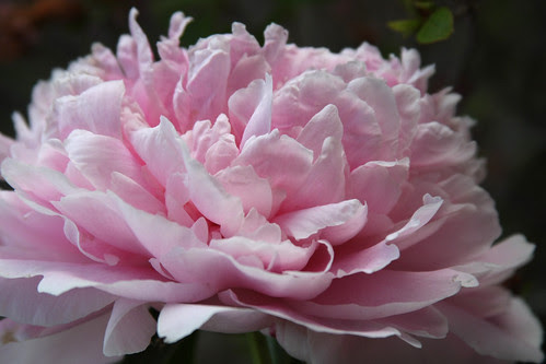 pink peonies2