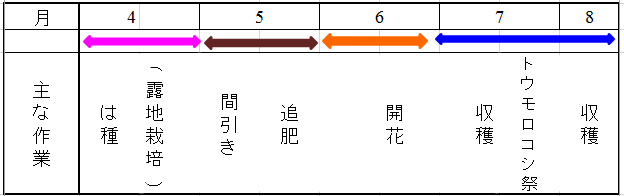 スイートコーン栽培方法