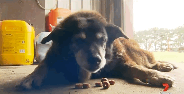 30歳という世界最高齢のおばあちゃん犬 マギー が天国へ Petfun 動物やペットに関する情報サイト